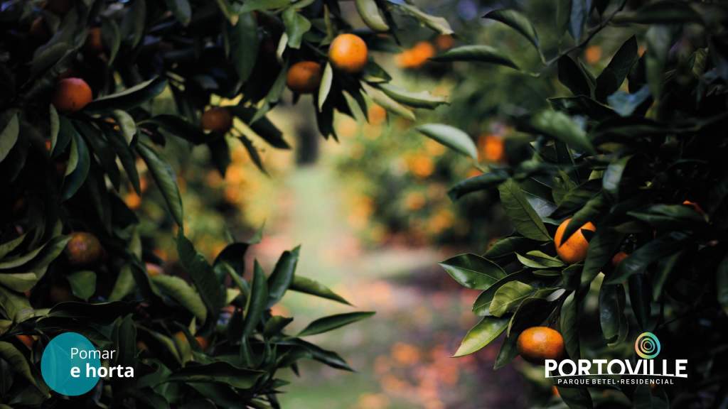 Terreno à Venda - Foto 8