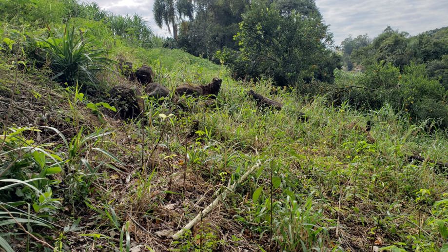 Rural com 2 Quartos à Venda, 84,00 m² - Foto 23