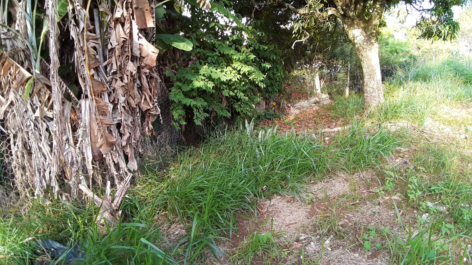 Terreno à Venda, 300,00 m² - Foto 11