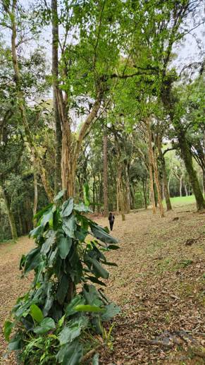 Terreno à Venda, 17.000,00 m² - Foto 4