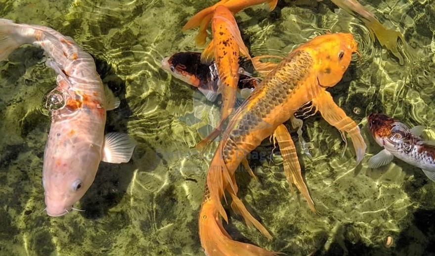 Comercial à Venda, 38,98 m² - Foto 5