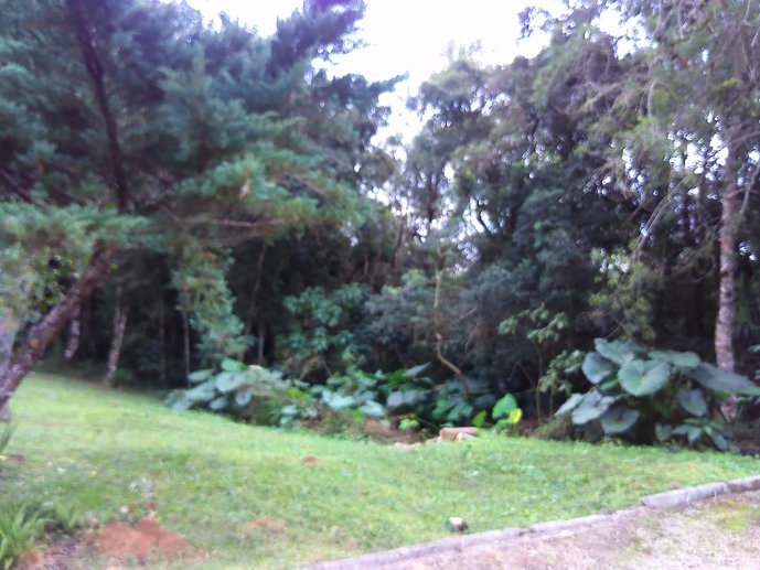 Rural com 3 Quartos à Venda, 1.237,22 m² - Foto 56