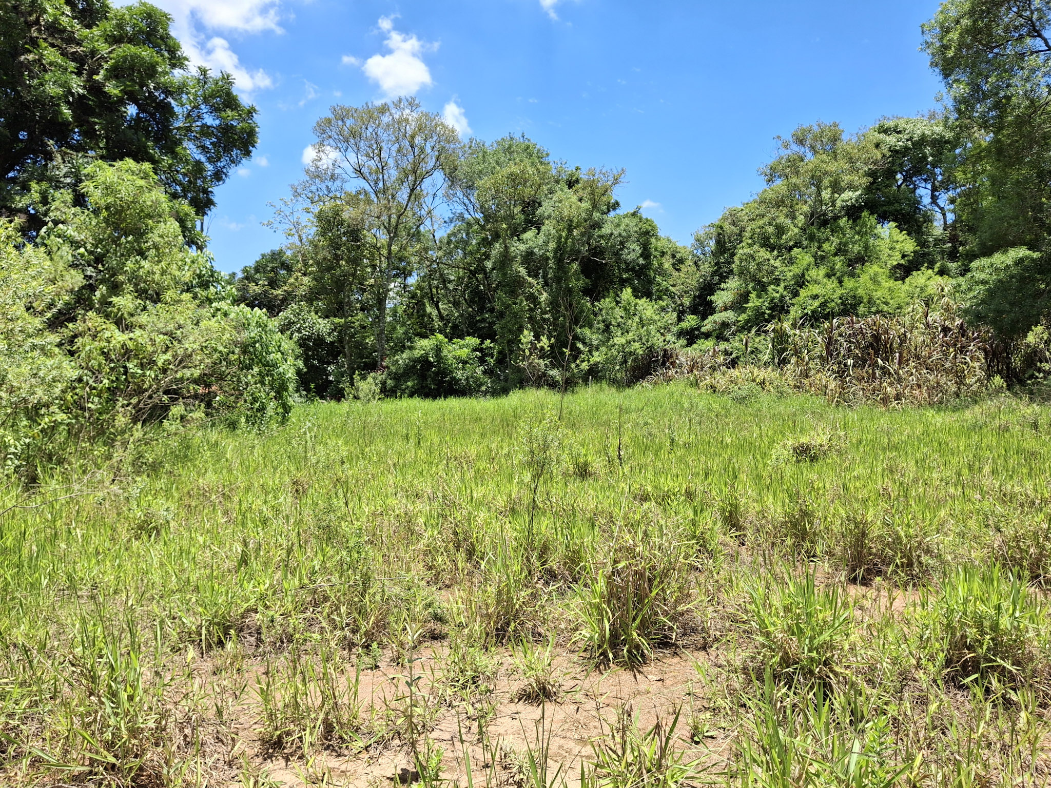 Rural com 3 Quartos à Venda, 5.400,00 m² - Foto 11