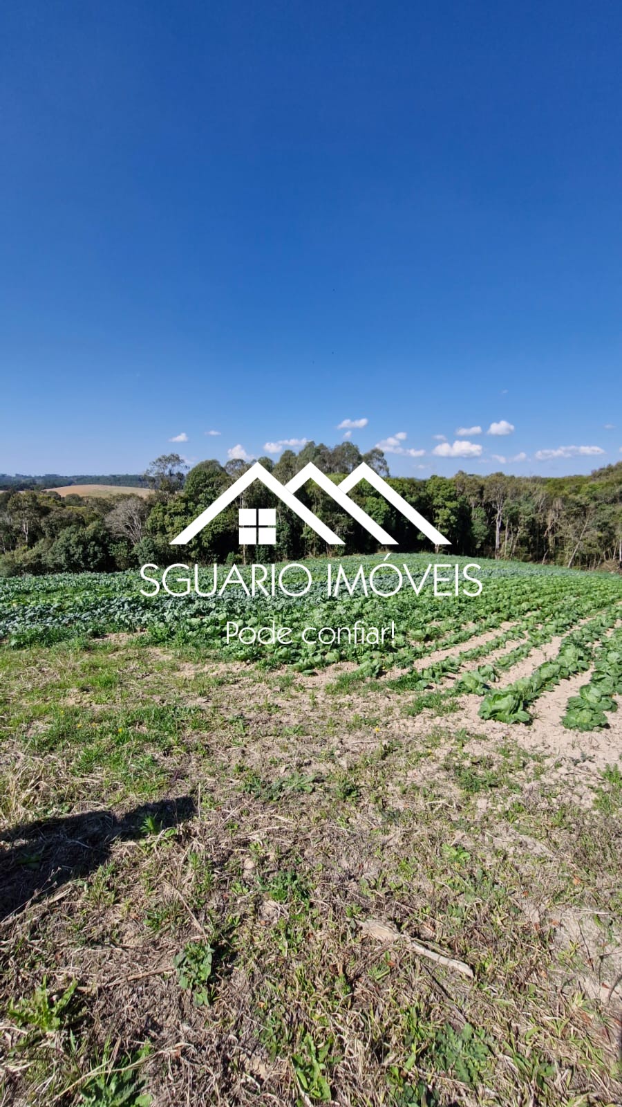 Rural com 3 Quartos à Venda, 20.800,00 m² - Foto 16