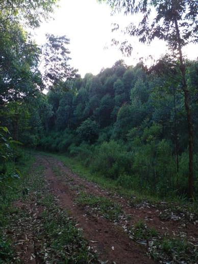 Rural à Venda, 225.000,00 m² - Foto 5