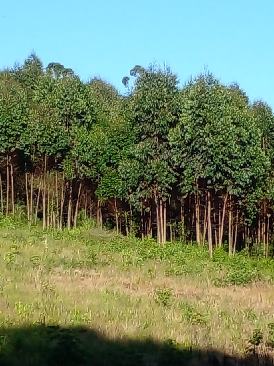 Rural à Venda, 225.000,00 m² - Foto 3