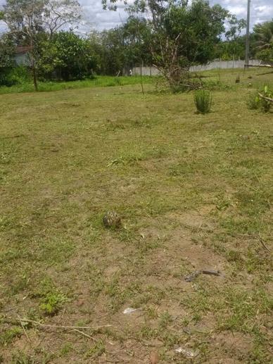 Terreno à Venda, 2.000,00 m² - Foto 38