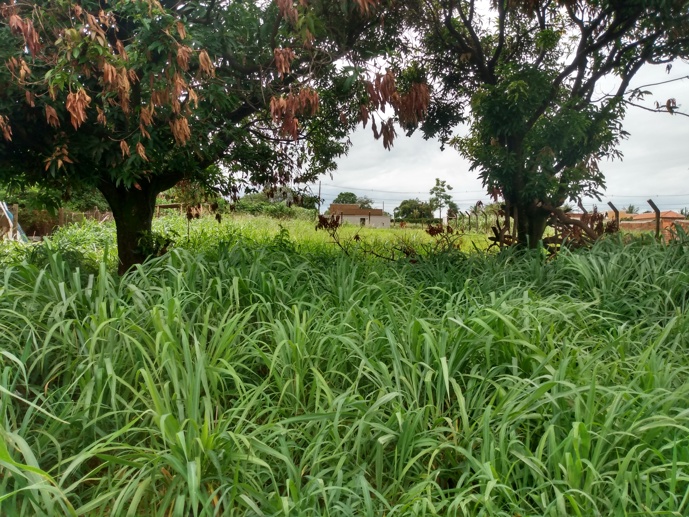 Terreno à Venda, 1.000,00 m² - Foto 7