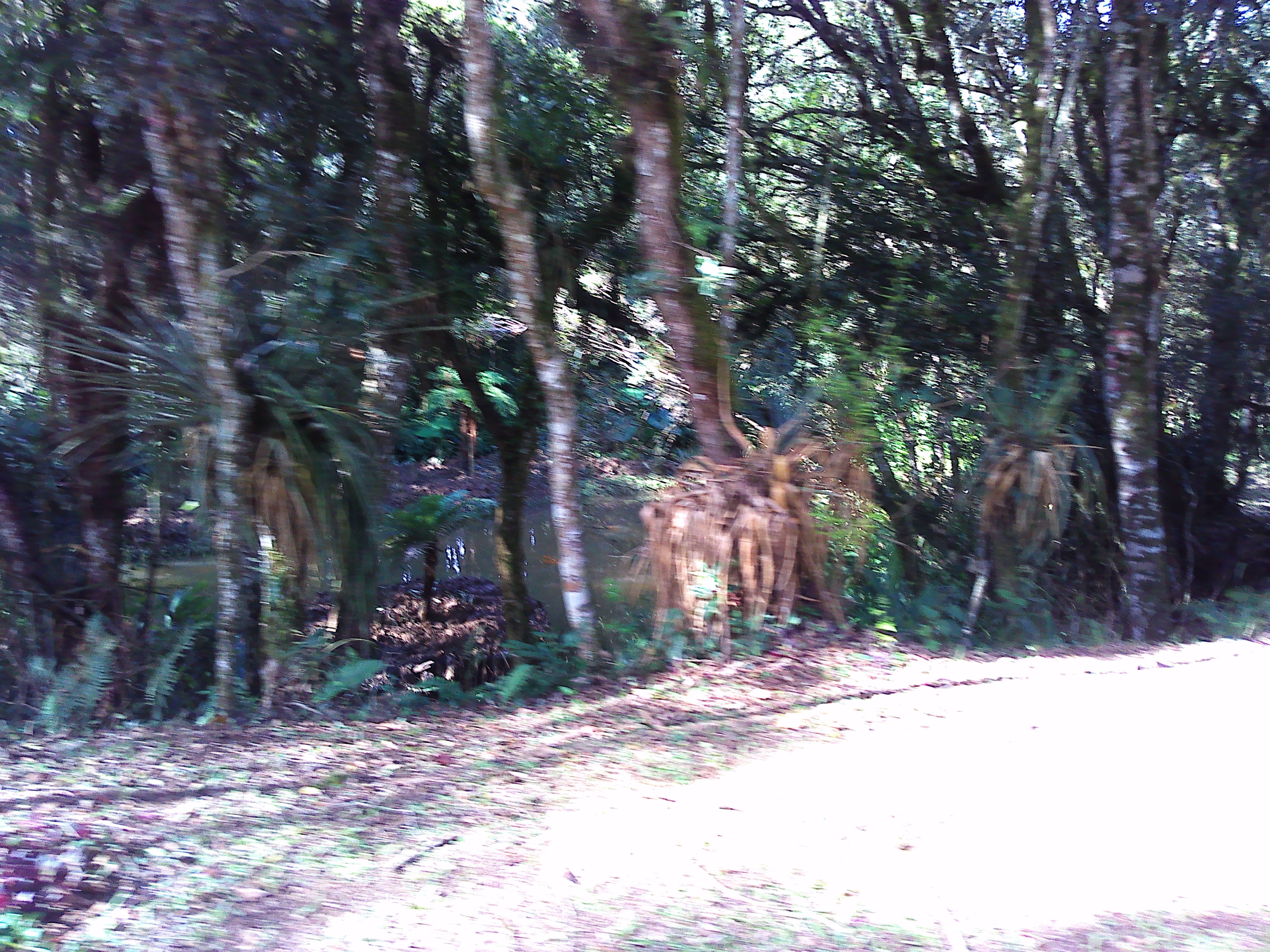 Rural com 3 Quartos à Venda, 1.237,22 m² - Foto 82
